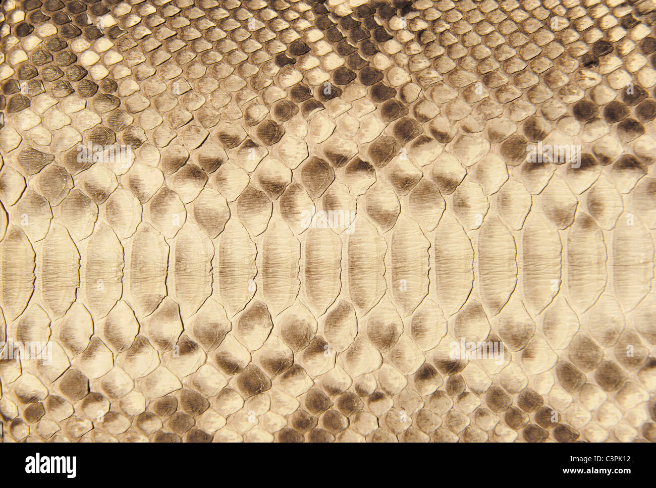 Portrait of snake skin. Up close. Stock Photo