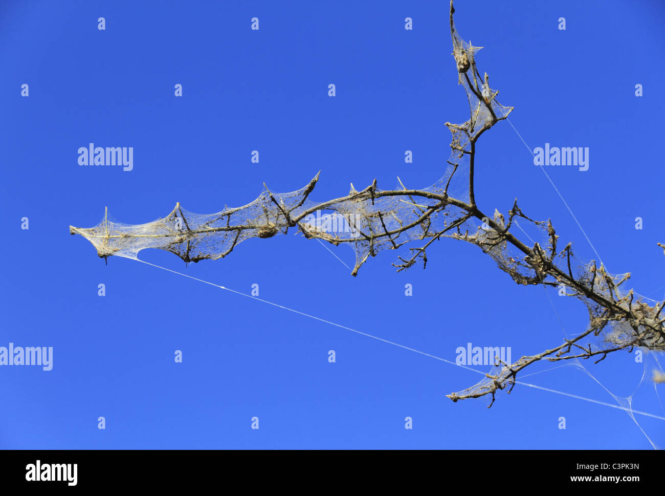 The caterpillars of the Bird-Cherry Ermine Moth (Latin: Yponomeuta evonymellus) cover a tree in a communal silk web. Stock Photo