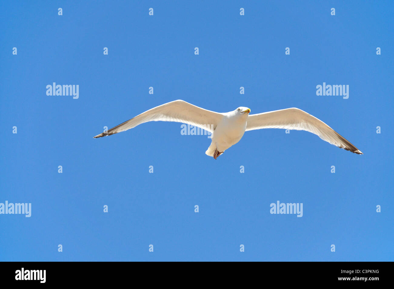 A seagull flying in a blue sky Stock Photo - Alamy