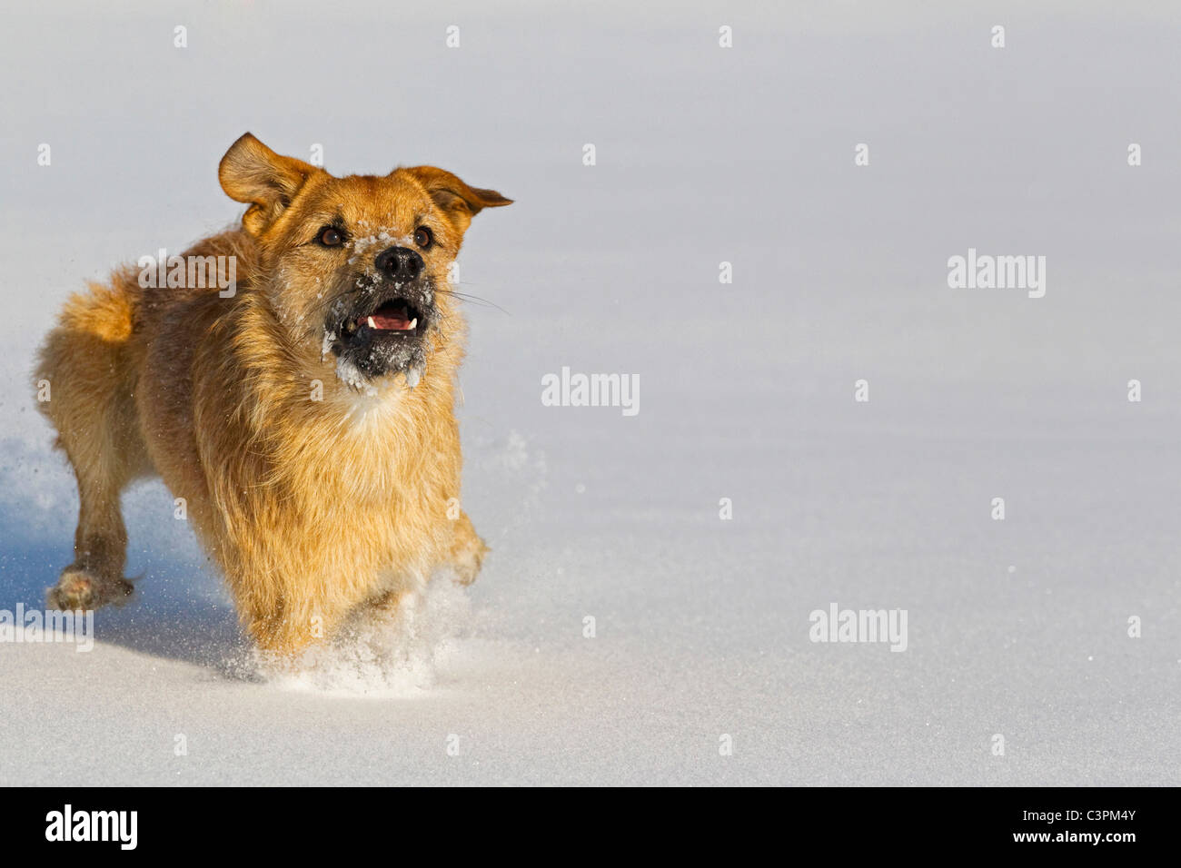 Germany, Bavaria, Parson jack russel dog running in snow Stock Photo ...