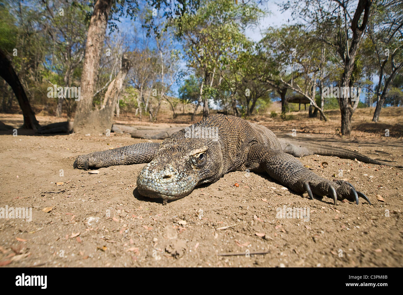 Komodo dragon in forest, close-up Stock Photo