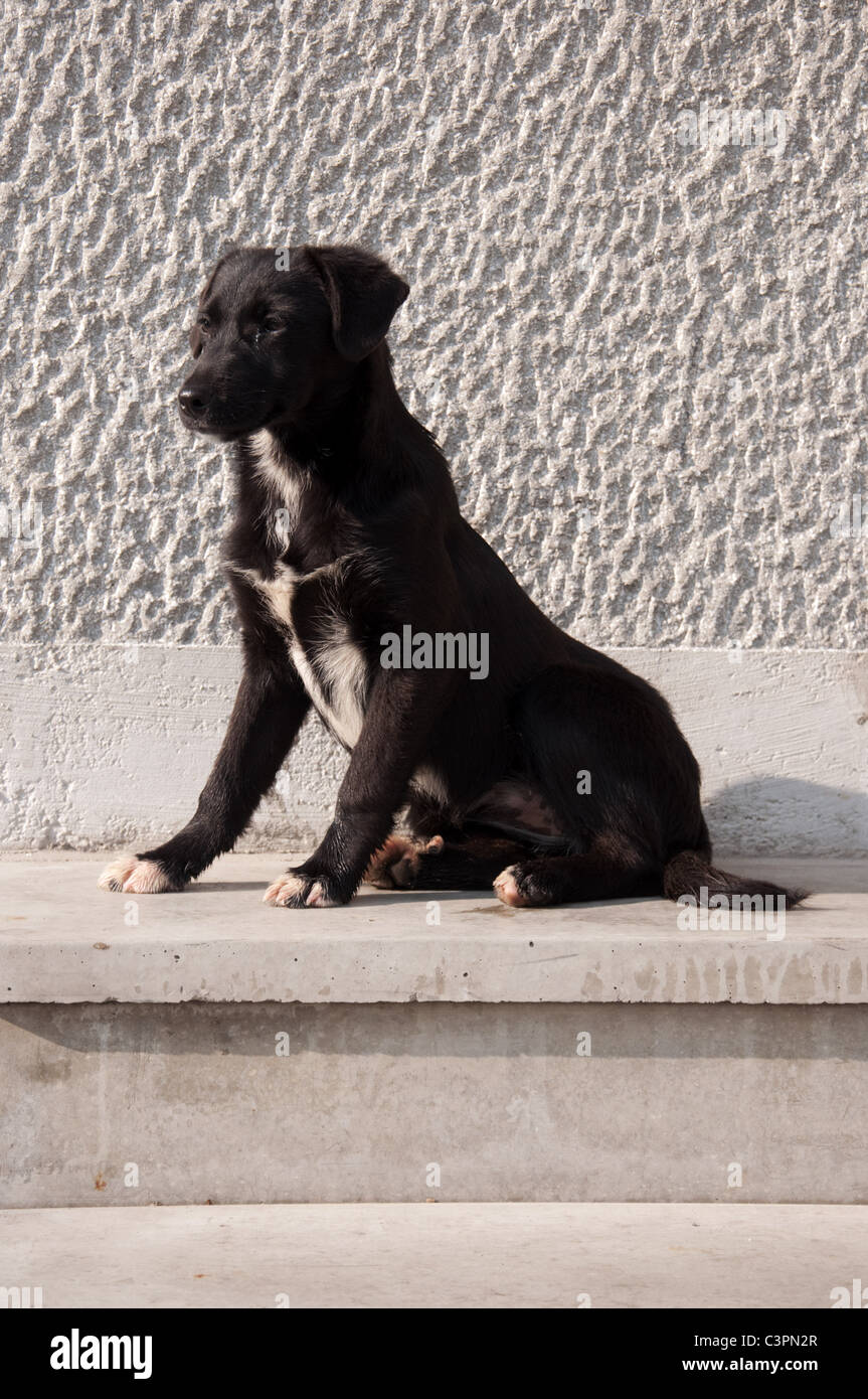 Black street on sale dog puppy