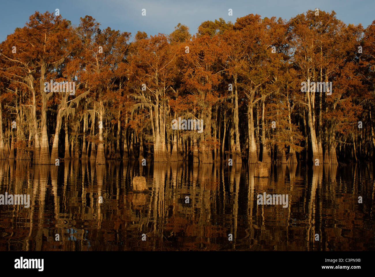 Cypress Trees – Herderson Lake, Butte La Rose, Atchafalaya Basin, Louisiana Stock Photo