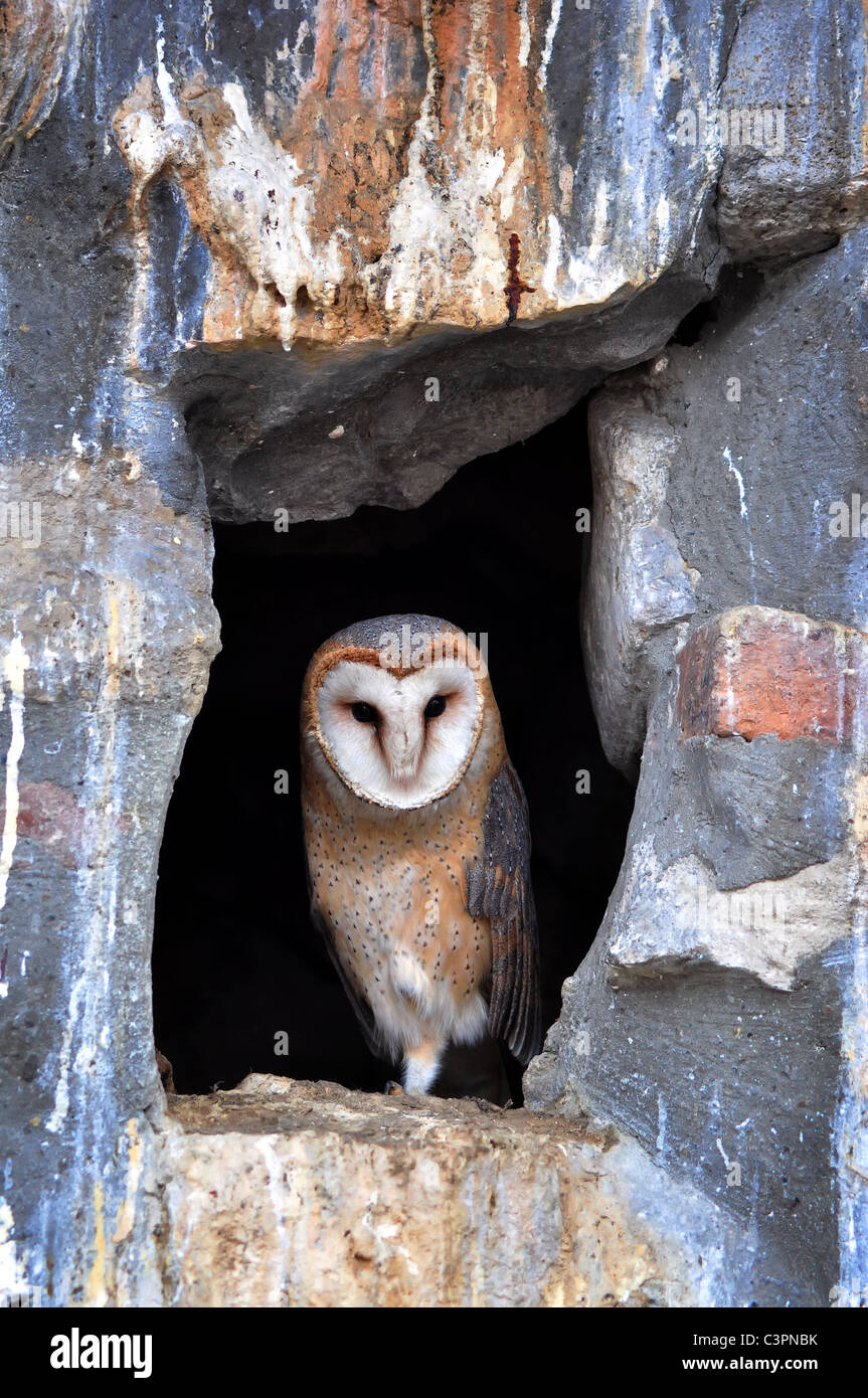 Portrait of a barn owl in the zoo Stock Photo
