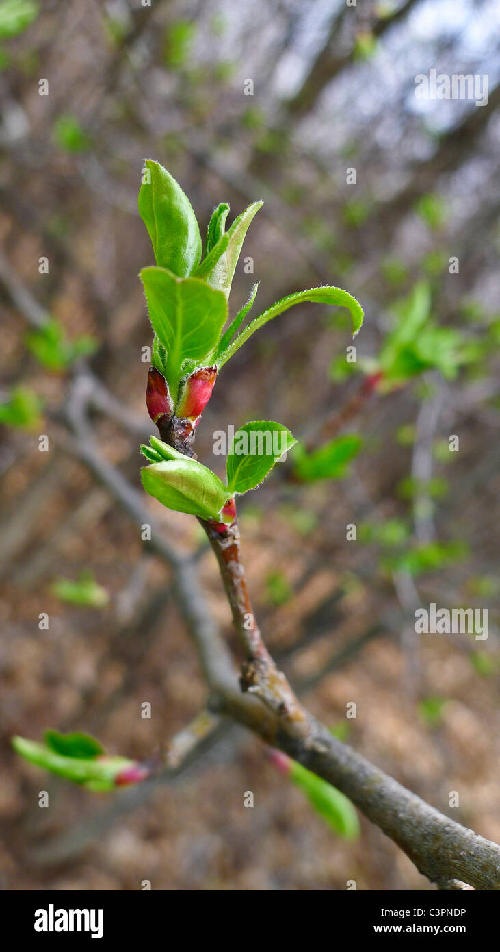 Leaves sprouting on tree branch. Stock Photo