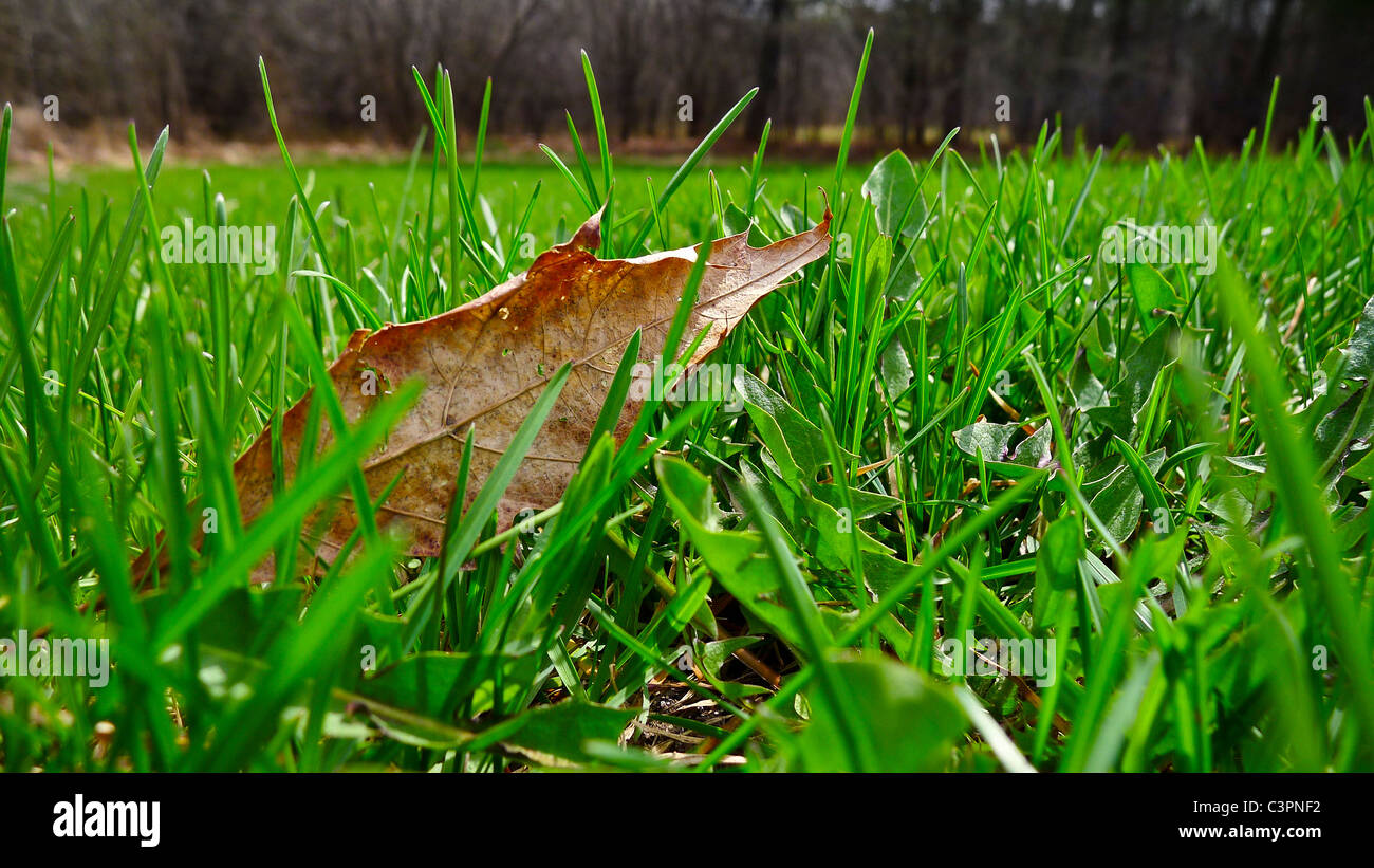 Single fall leaf in fresh spring green grass. Stock Photo