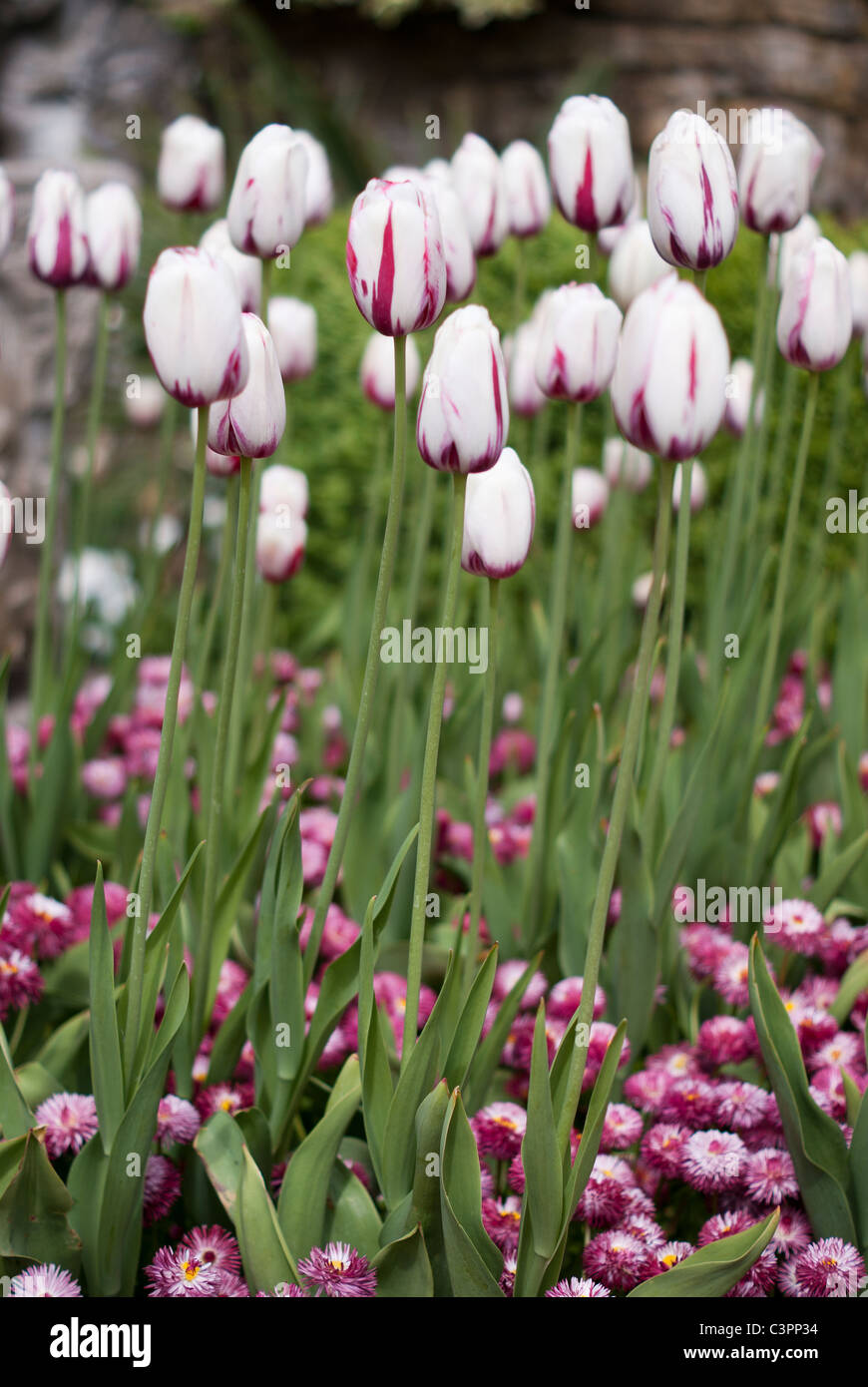 White Baby Pink Garden Tulips Standing Thin Tall Stock Photo