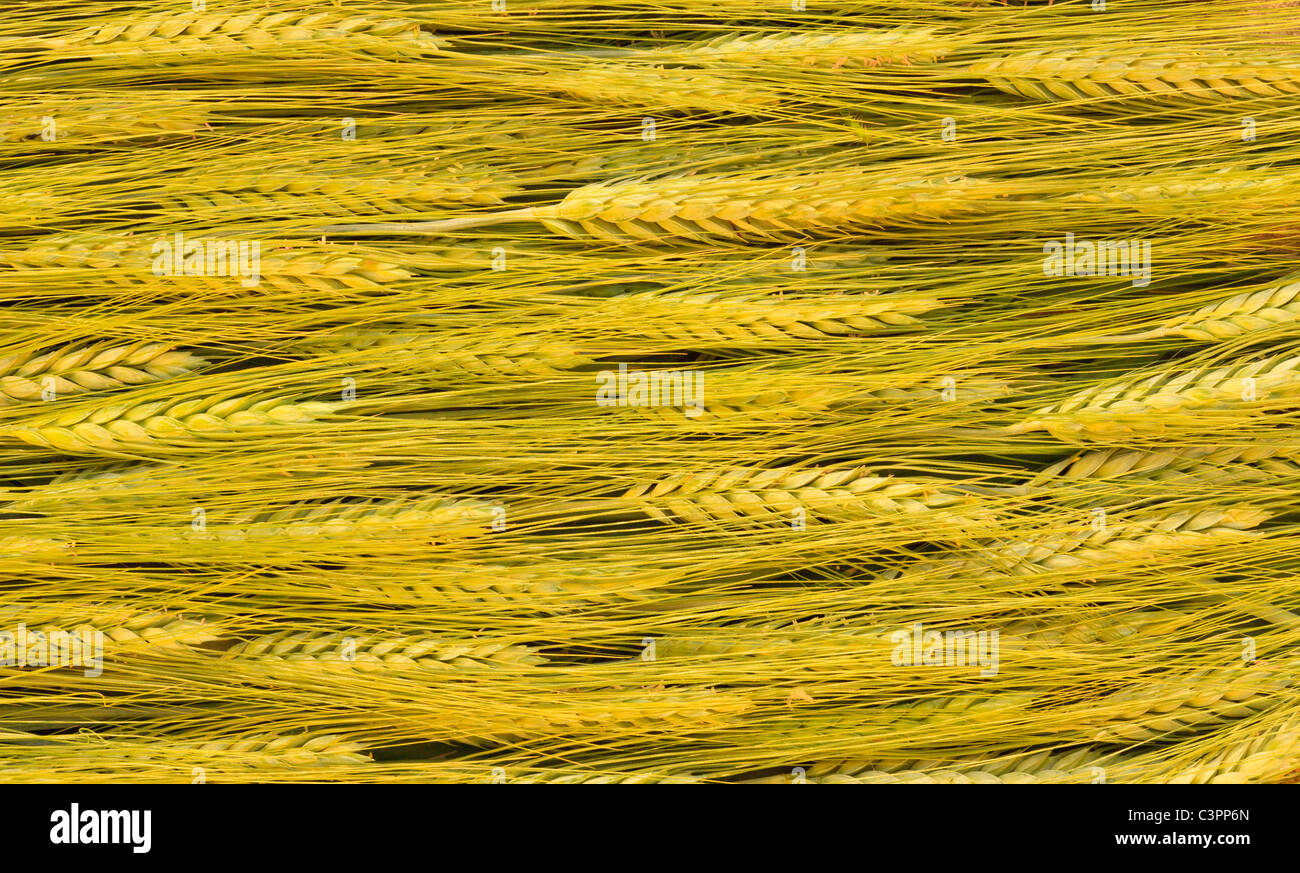 Close up of barley (Hordeum vulgare), Italy Stock Photo