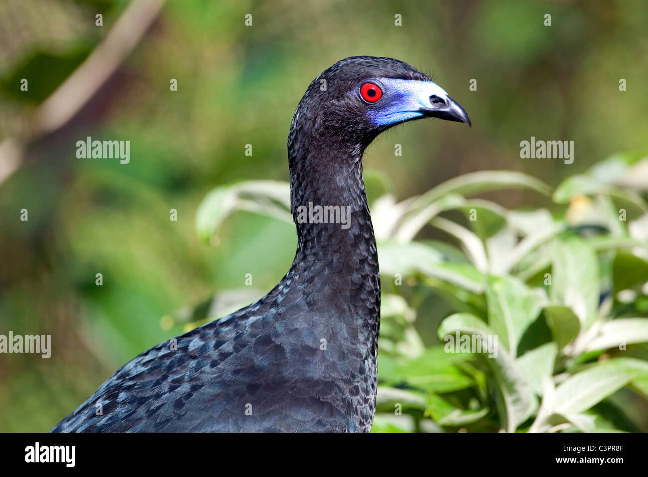 A black guan (Chamaepetes unicolor) bird in Costa Rica. Stock Photo