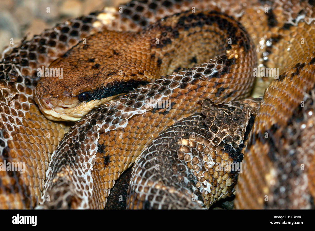 A venomous Central American bushmaster (Lachesis stenophrys) snake in Costa Rica. Stock Photo
