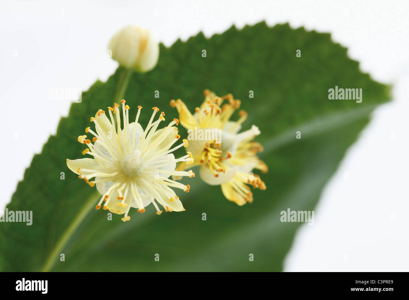 Lime leaves and blossoms against white background Stock Photo Alamy