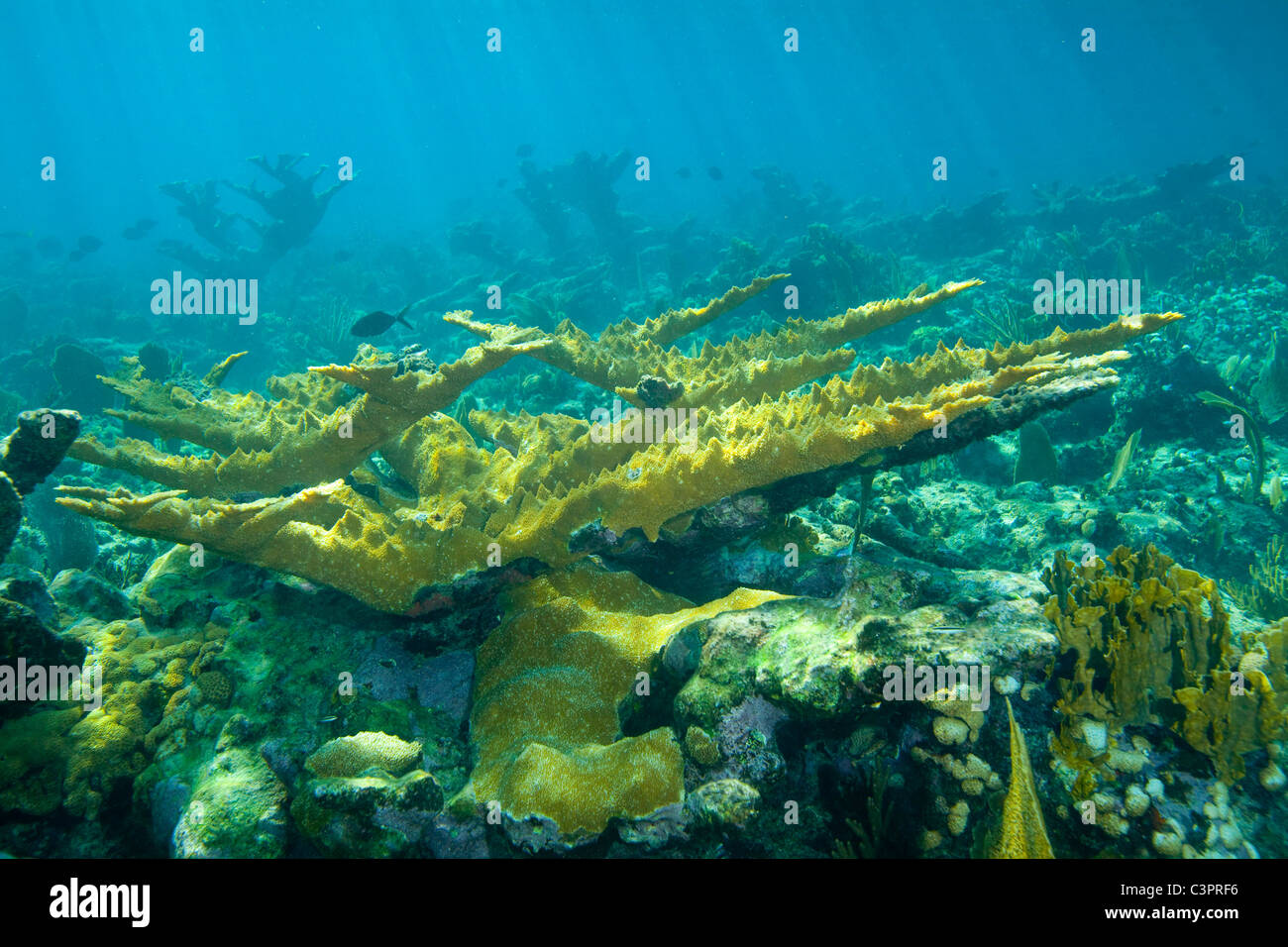 A healthy stand of Elkhorn Coral (Acropora palmata) on a shallow reef in Cuba. Stock Photo