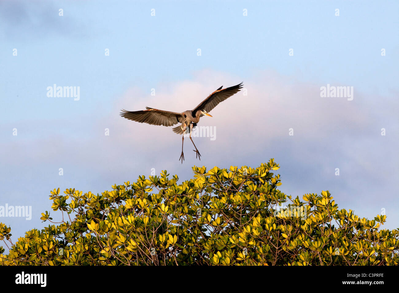 A great blue heron (Ardea herodias) lands in a tree in Cuba. Stock Photo