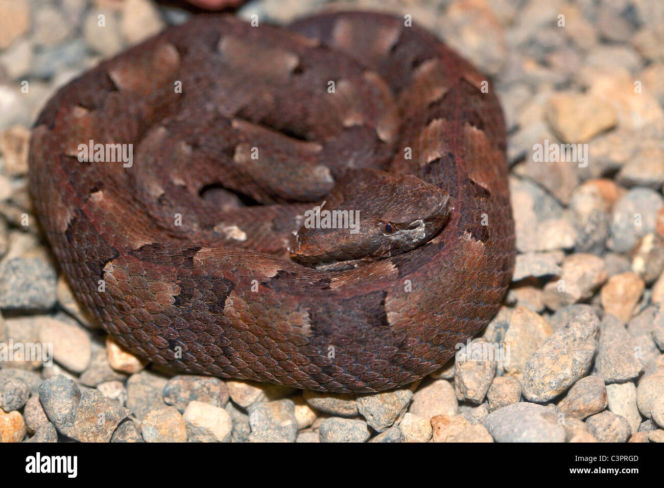 A hog nosed pit viper (Bothrops nasutus) coiled up in Costa Rica. Stock Photo