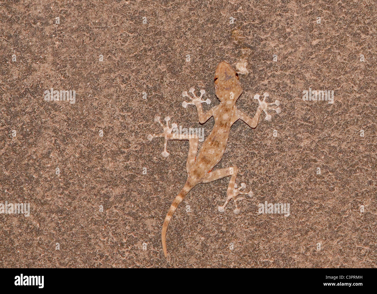 A fan-fingered gecko (Ptyodactylus guttatus) tries to blend in with a call in Israel. Stock Photo