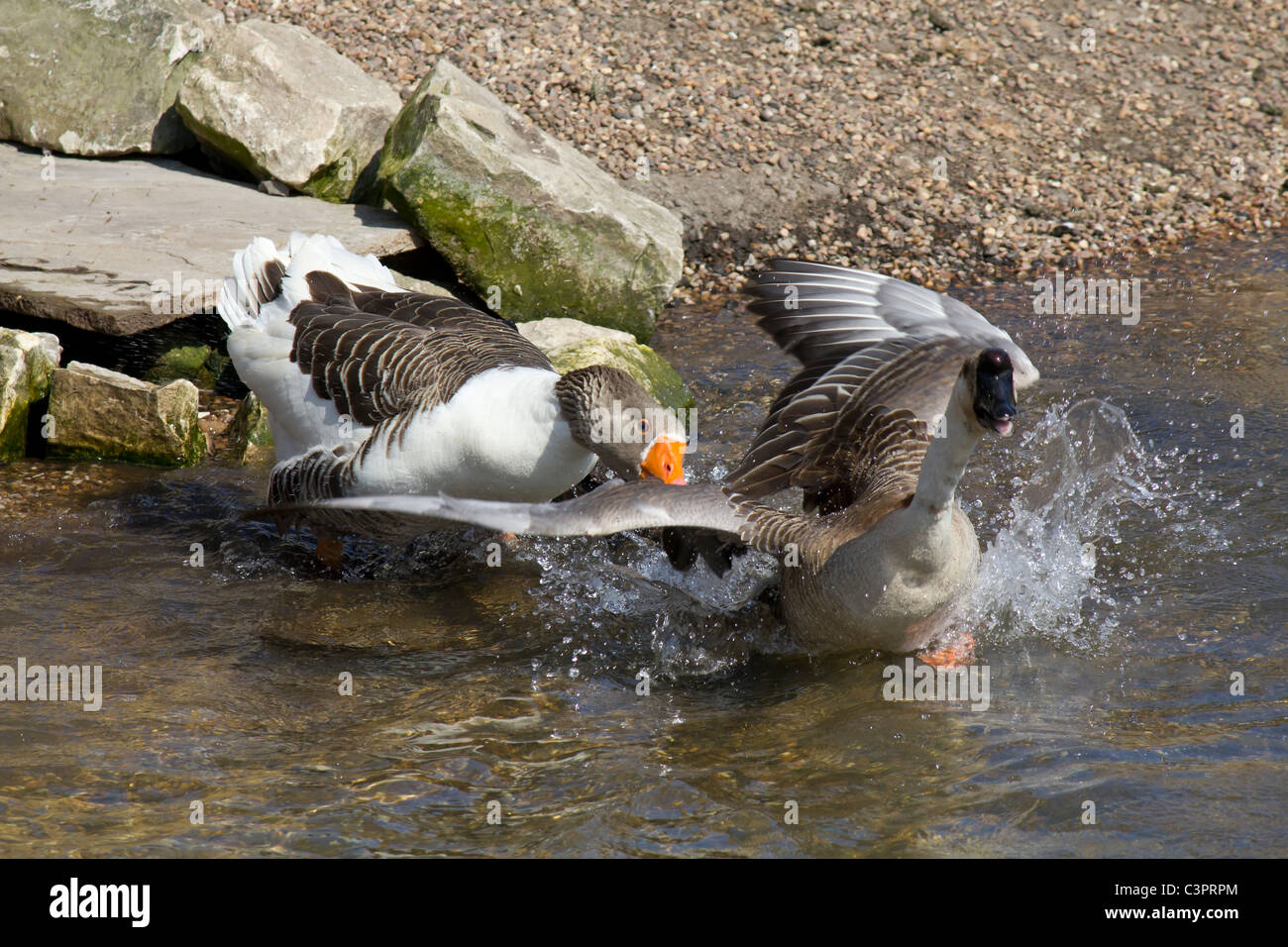 An irrate goose attacking an Egyptian goose simply, it seems, because it had attacked a duck! Stock Photo