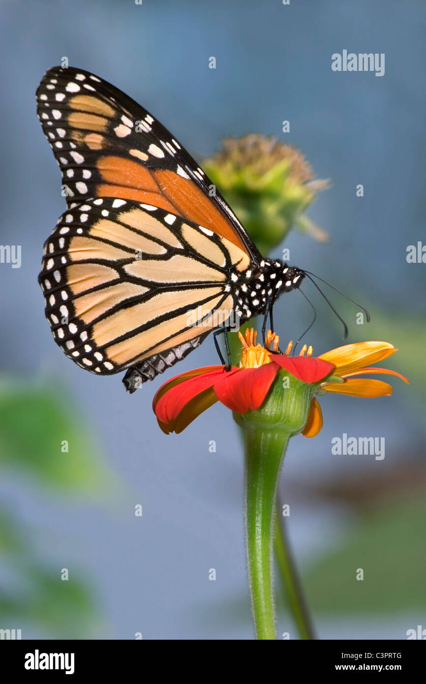 A Monarch Butterfly On A Red Flower, Danaus plexippus Stock Photo - Alamy