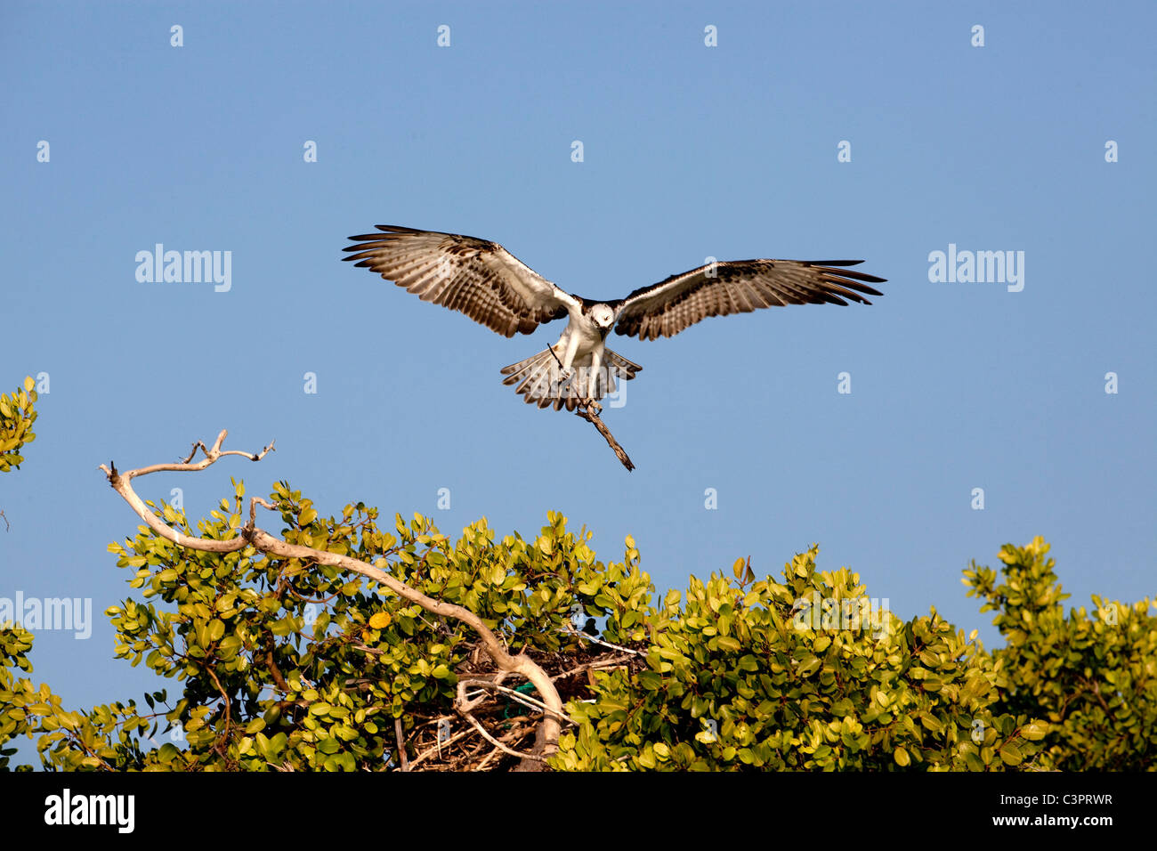 Osprey building a nest in Cuba Stock Photo