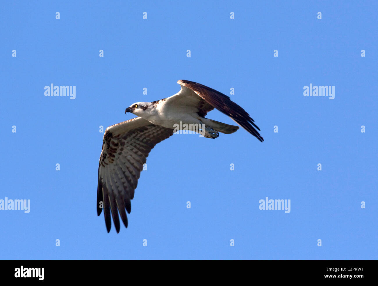 An osprey (Pandion haliaetus) flies above in search of food in Cuba. Stock Photo