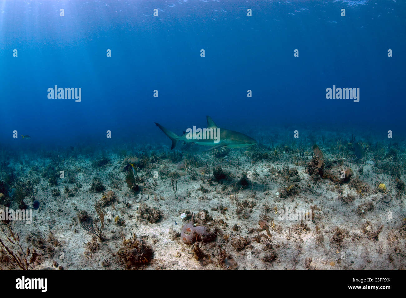 A Caribbean Reef Shark cruises above an unhealthy coral reef in Cuba. Stock Photo