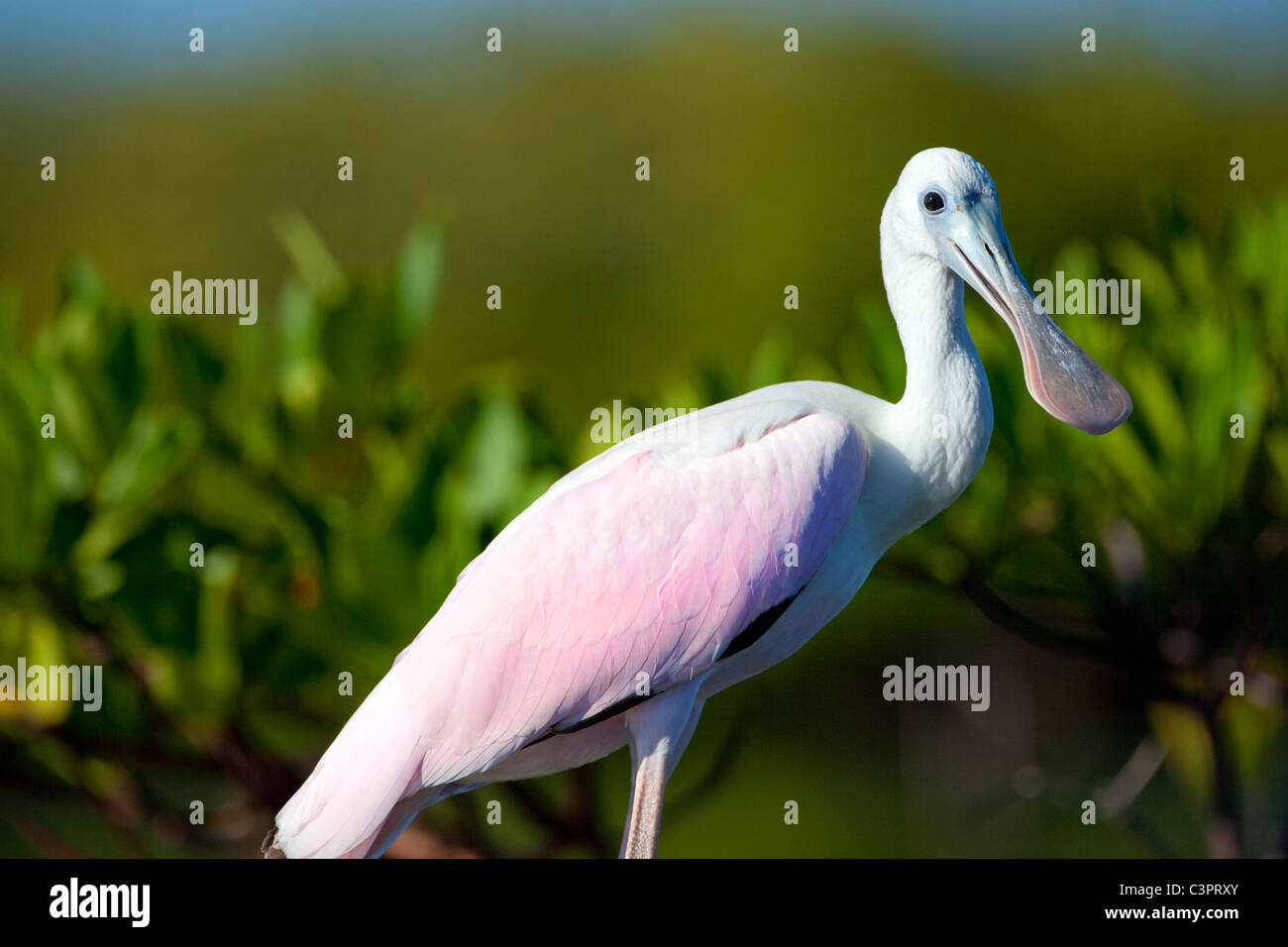 A roseate spoonbill (Ajaja ajaja) bird rests along the banks of a mangrove forest in Cuba. Stock Photo
