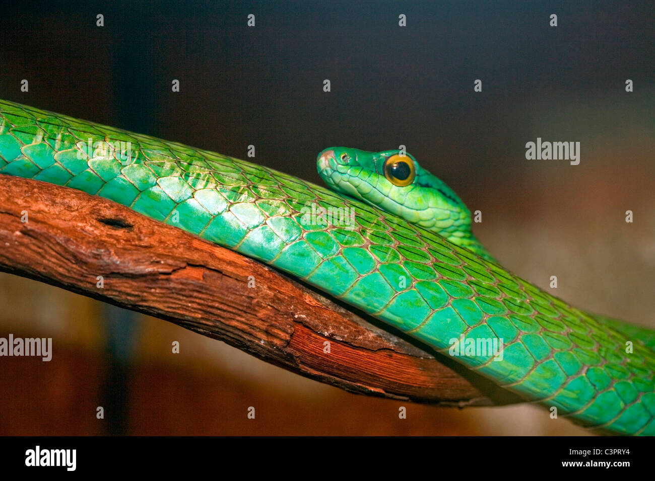 A short-nosed vine snake (Ahaetulla prasina) in Costa Rica. Stock Photo