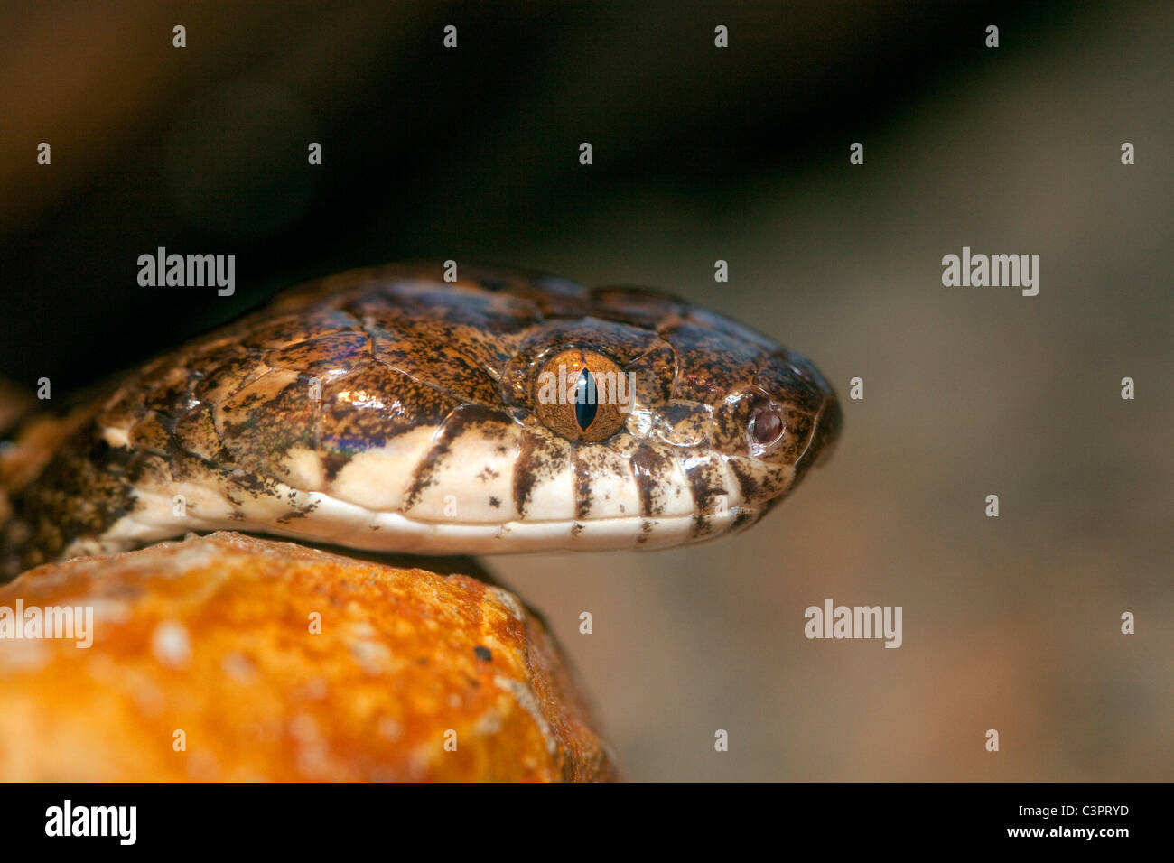 A close-up view of a venomous side striped palm-pitviper (Bothriechis lateralis) in Costa Rica. Stock Photo