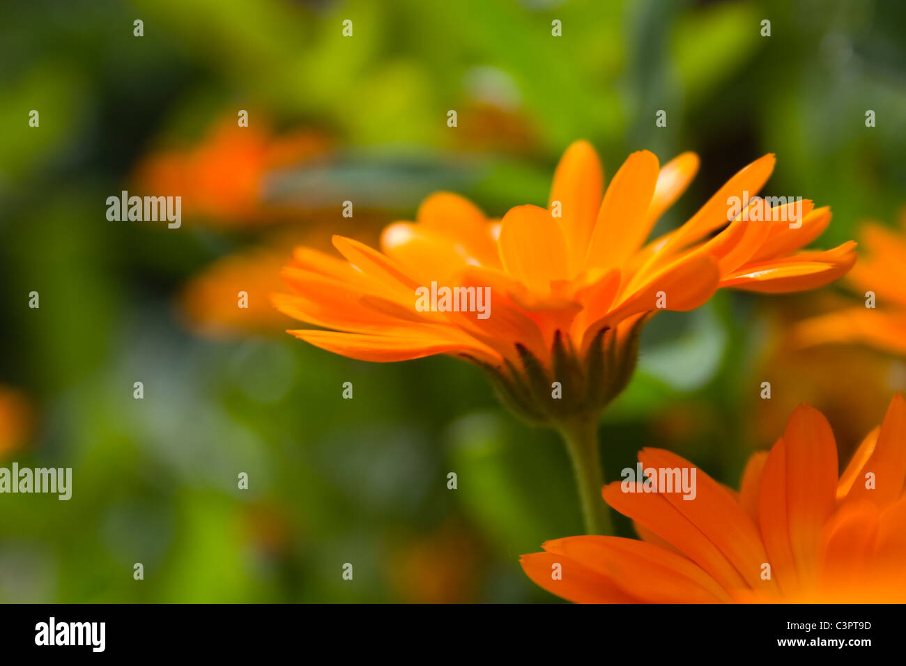 Calendula officinalis (pot marigold) Stock Photo