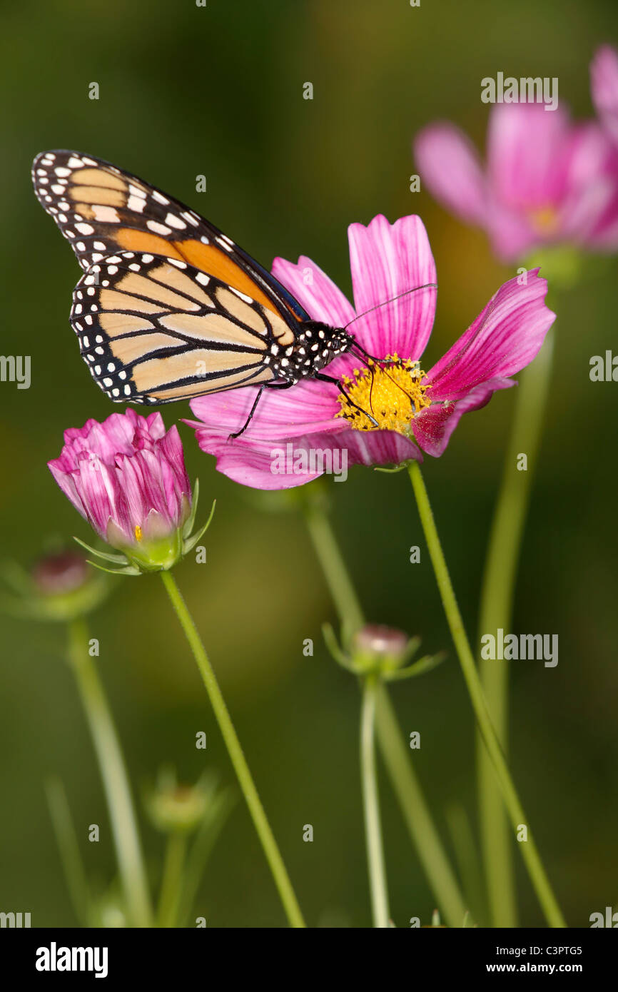 A Monarch Butterfly On A Pink Flower, Danaus plexippus Stock Photo - Alamy
