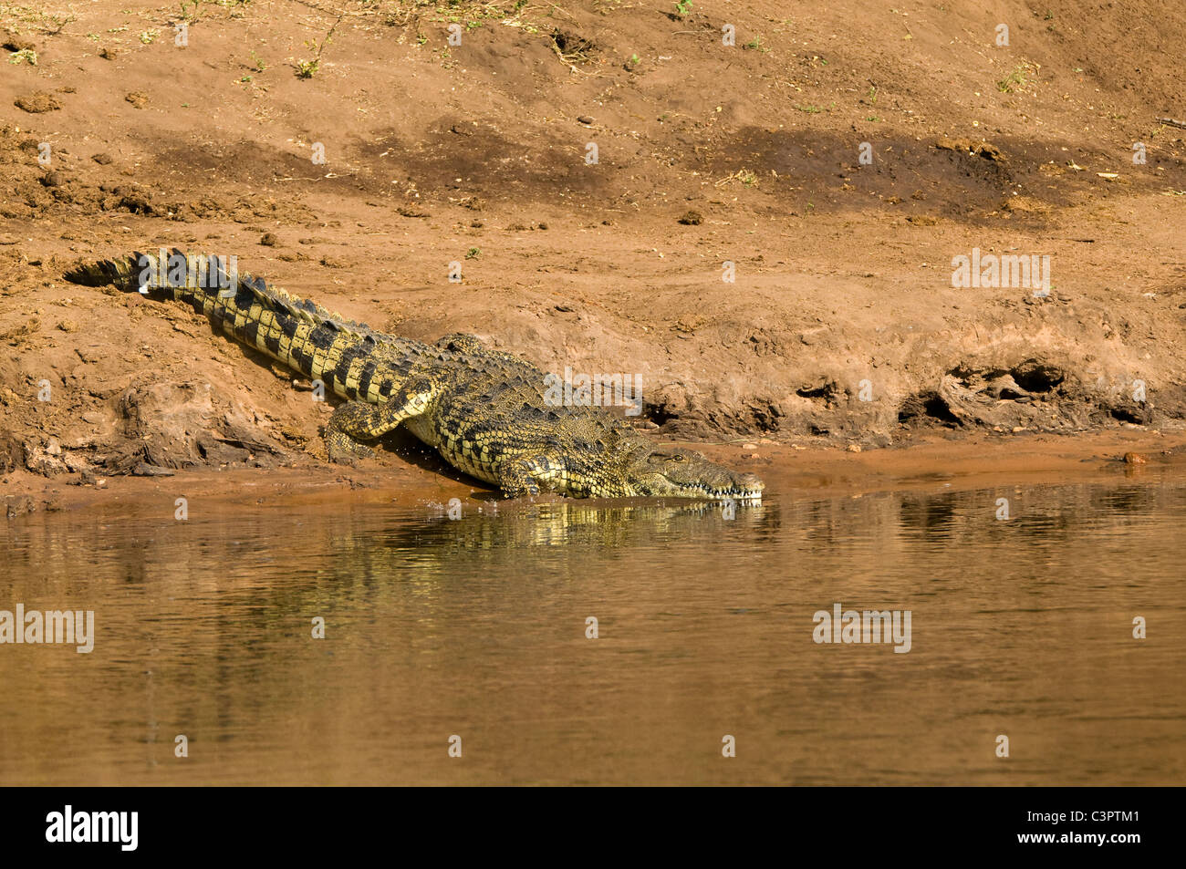 Botswana Chobe National Park Nile Crocodile Crocodylus niloticus entering the Chobe river Stock Photo