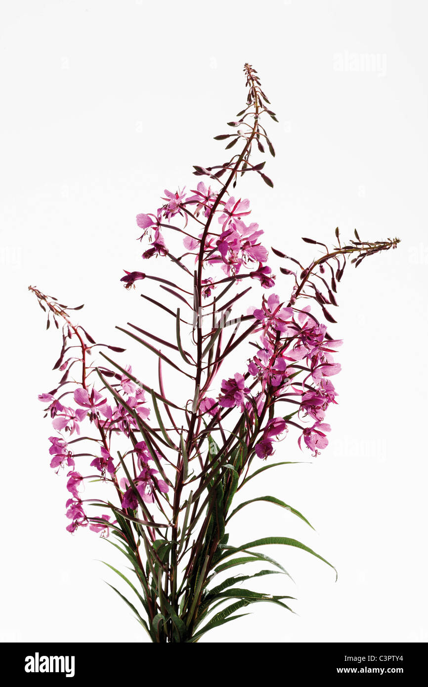 Fireweed against white background, close up Stock Photo - Alamy