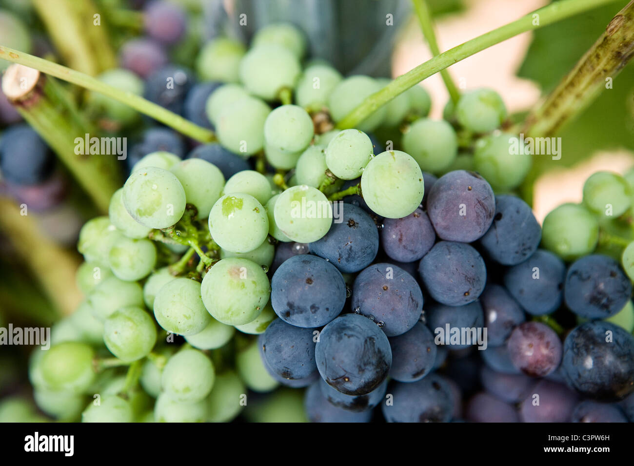 Ribera del Duero grapes changing color in September. (Spain) Stock Photo