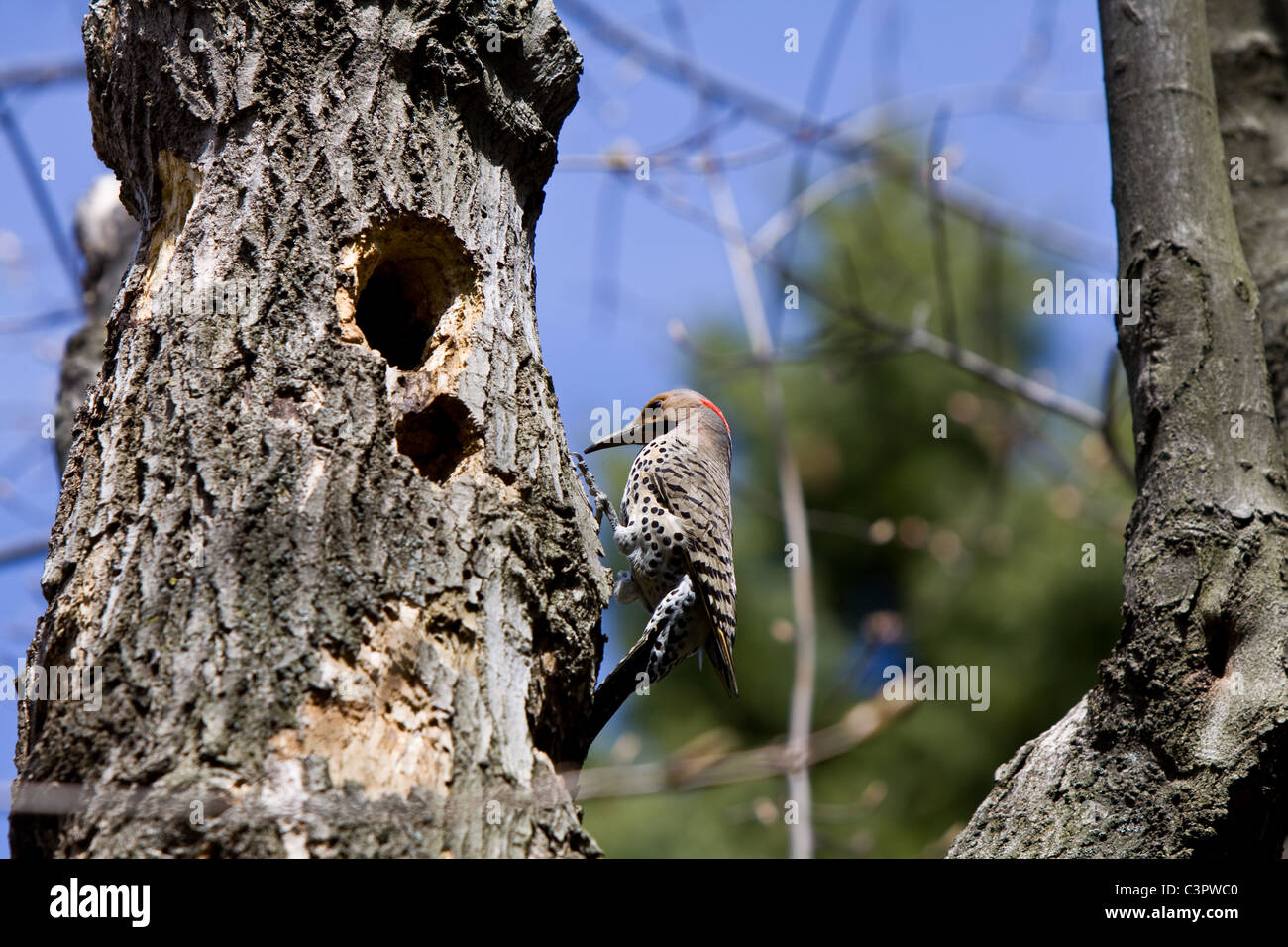 Yellow shafted Northern Flicker, Colaptes auratus, pecking a hole into a maple tree. Stock Photo