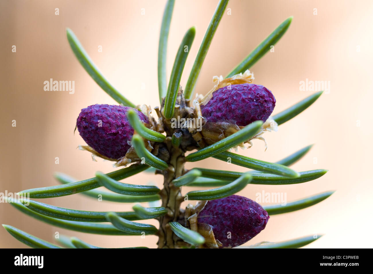 Close up of spruce cone buds,pine cone,cones Stock Photo - Alamy