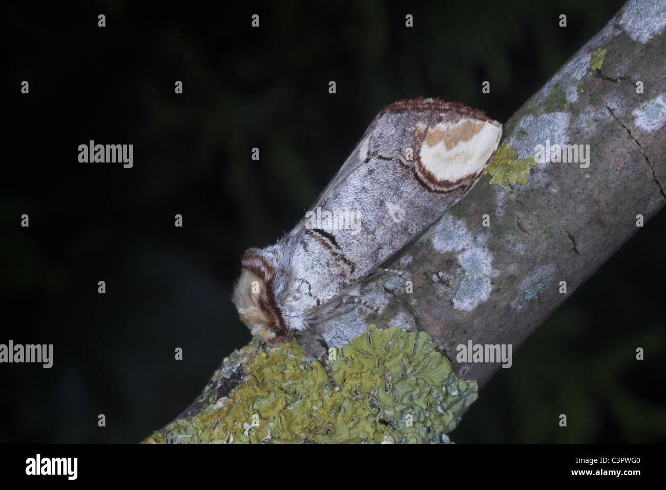 Buff-Tip Moth Phalera bucephala resting on twig. Somerset. UK Stock Photo
