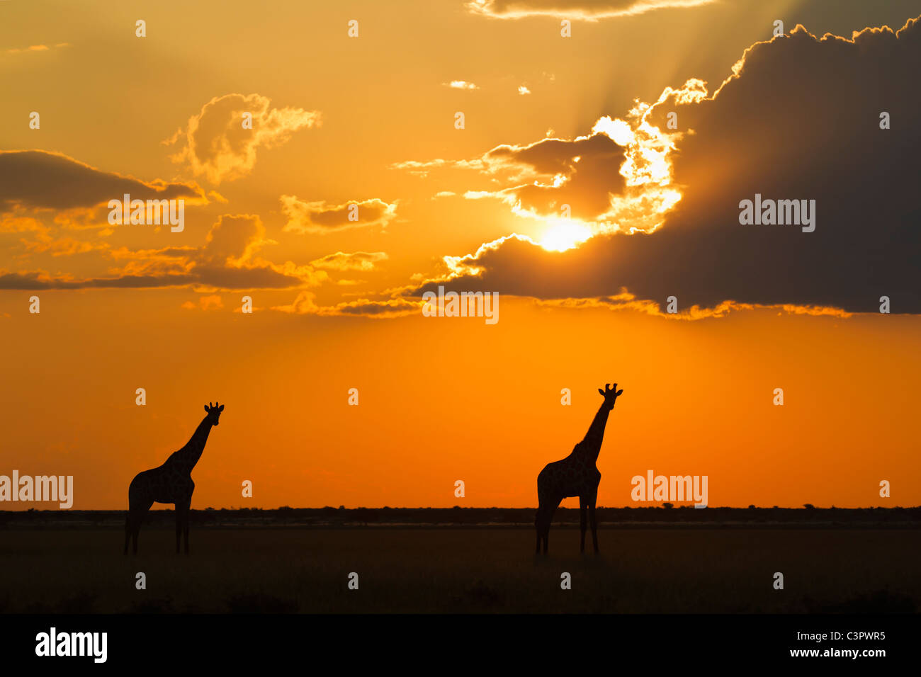 Africa, Botswana, Giraffes in central kalahari game reserve at sunset Stock Photo