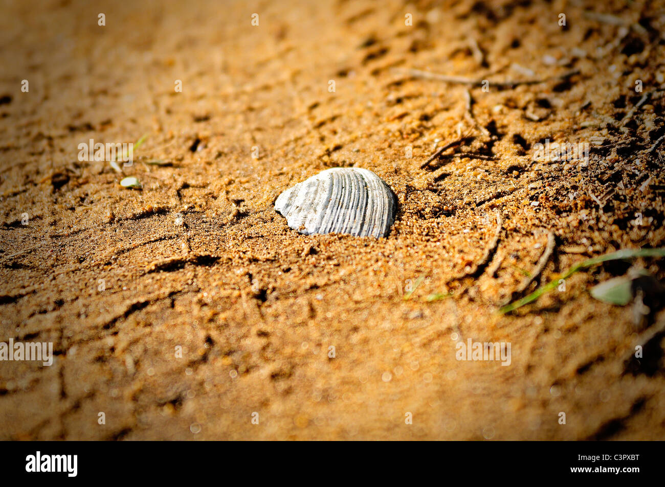 Dirty Shells High Resolution Stock Photography and Images - Alamy