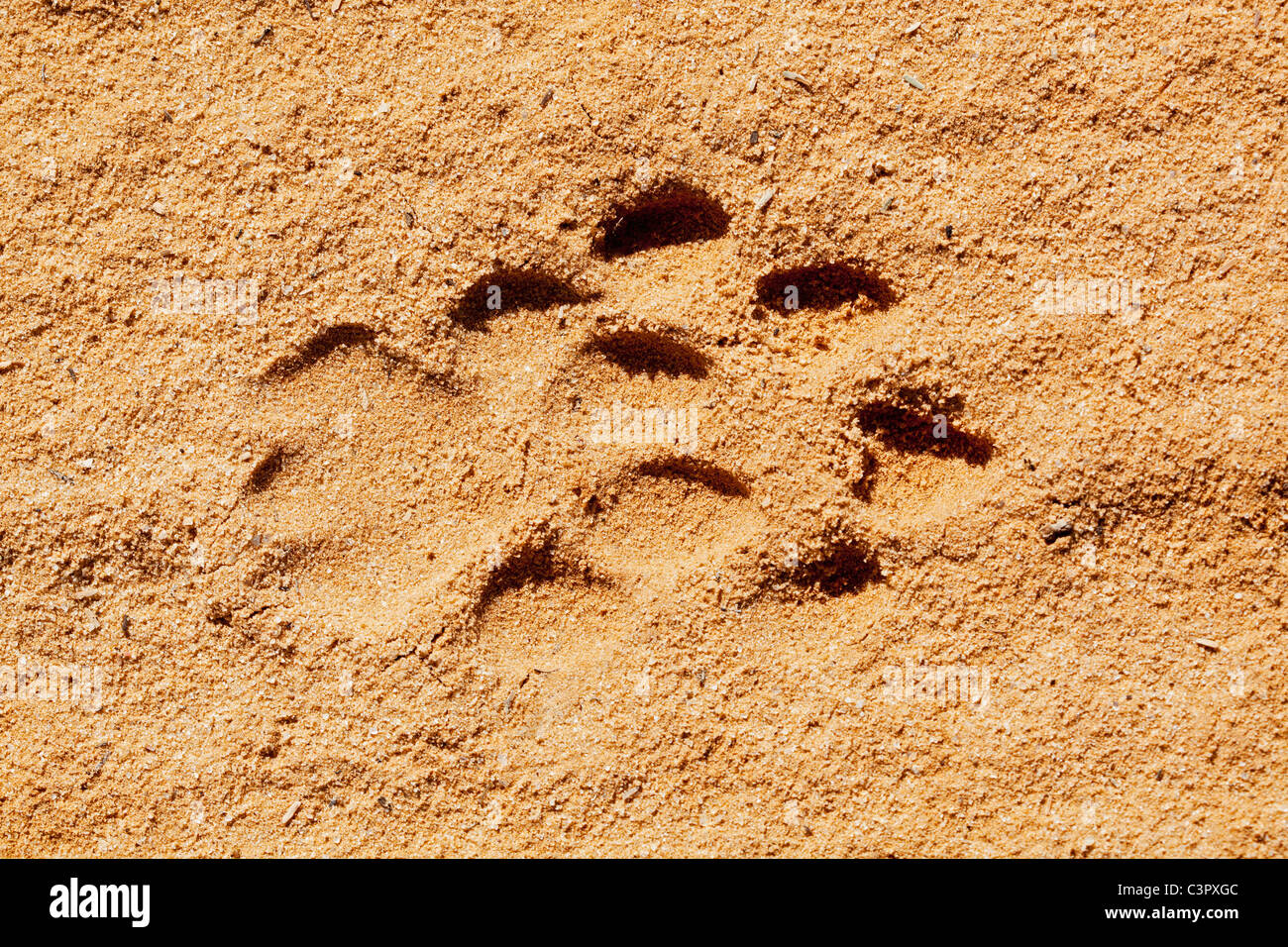 Featured image of post Lion Paw Print Image / Lion paw print svg is a free transparent png image carefully selected by pngkey.com.