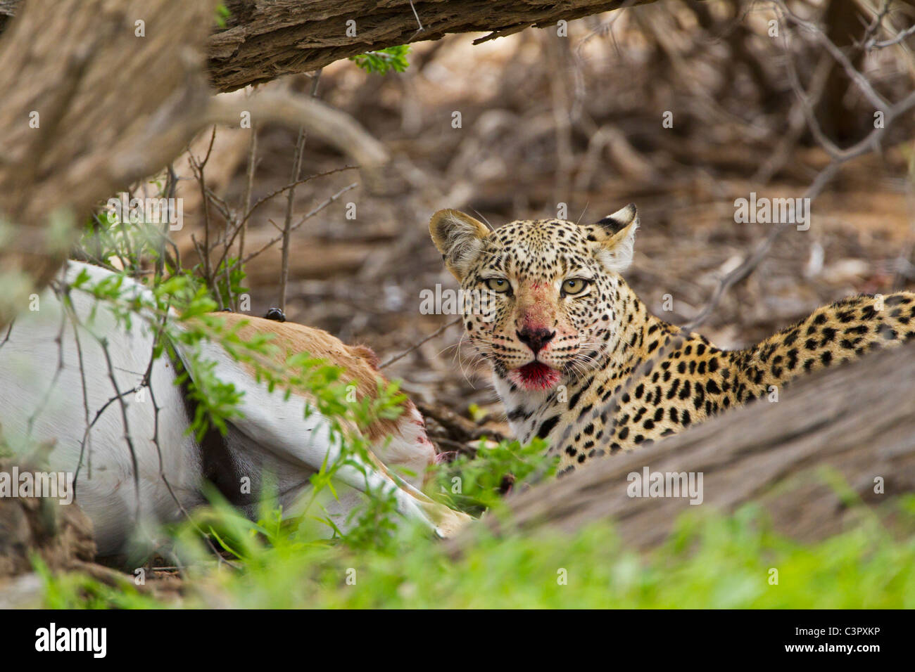 Africa, Botswana, South Africa, Kalahari, Leopard killed springbok ...