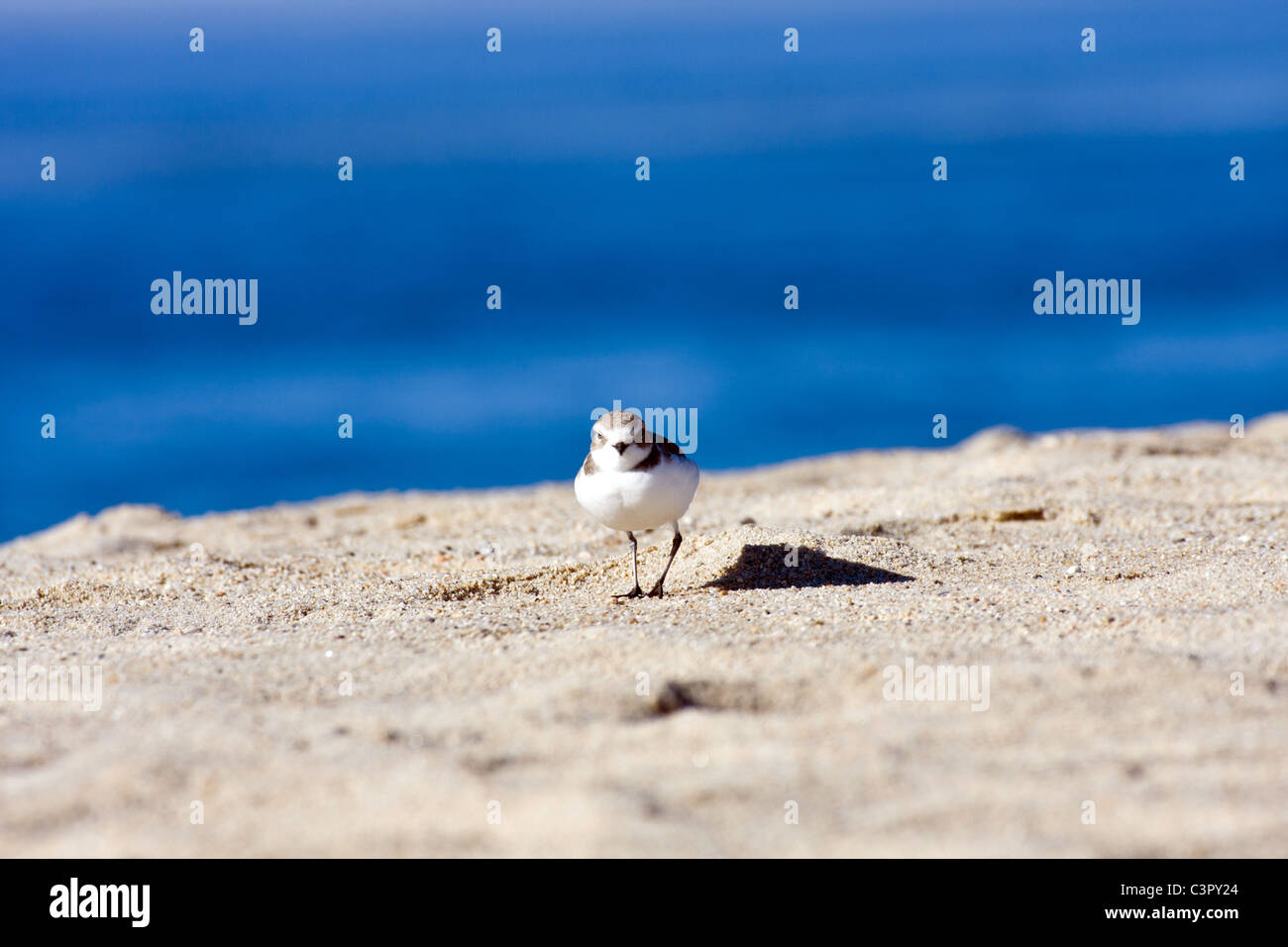Single Western Snowy Plover in the sand of Carmel River Beach Stock Photo