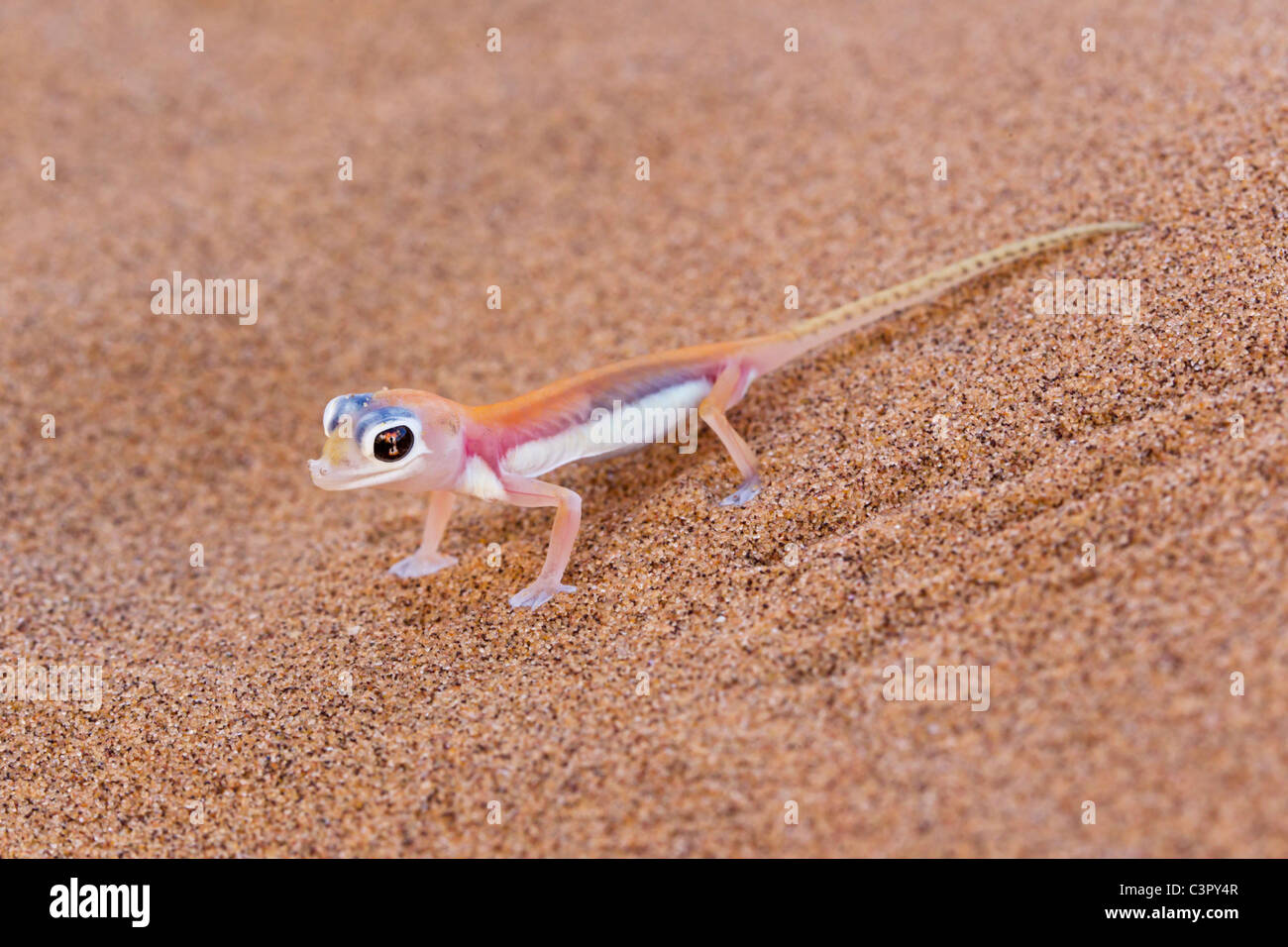 Africa, Namibia, Palmato gecko in namib desert Stock Photo - Alamy