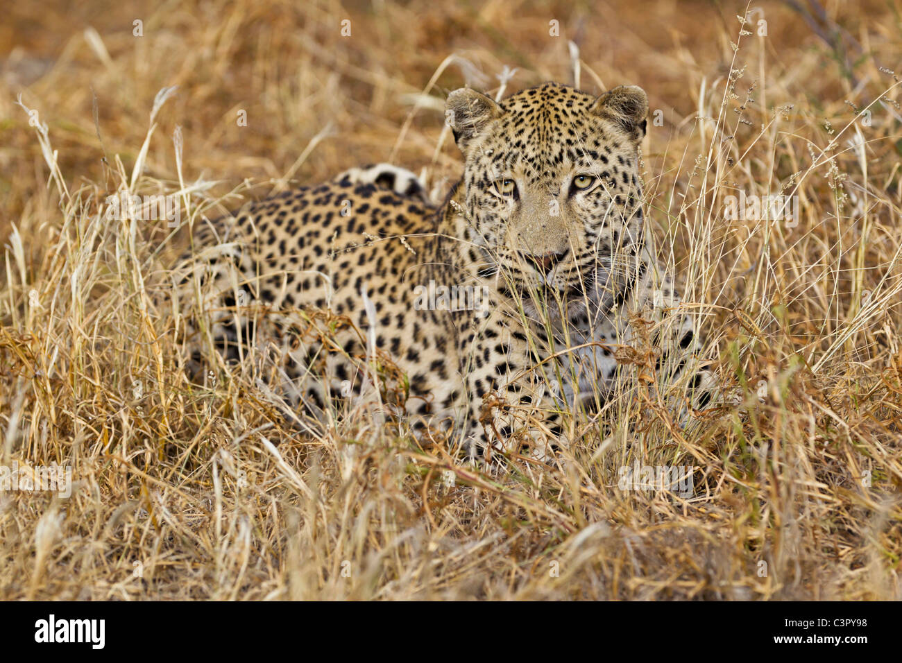 Lying leopard hi-res stock photography and images - Alamy