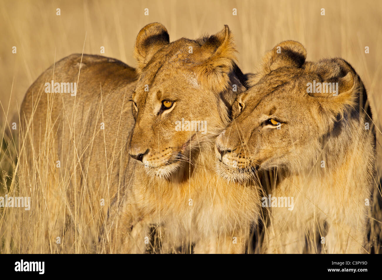 Africa, Namibia, Two lions in Etosha National Park Stock Photo