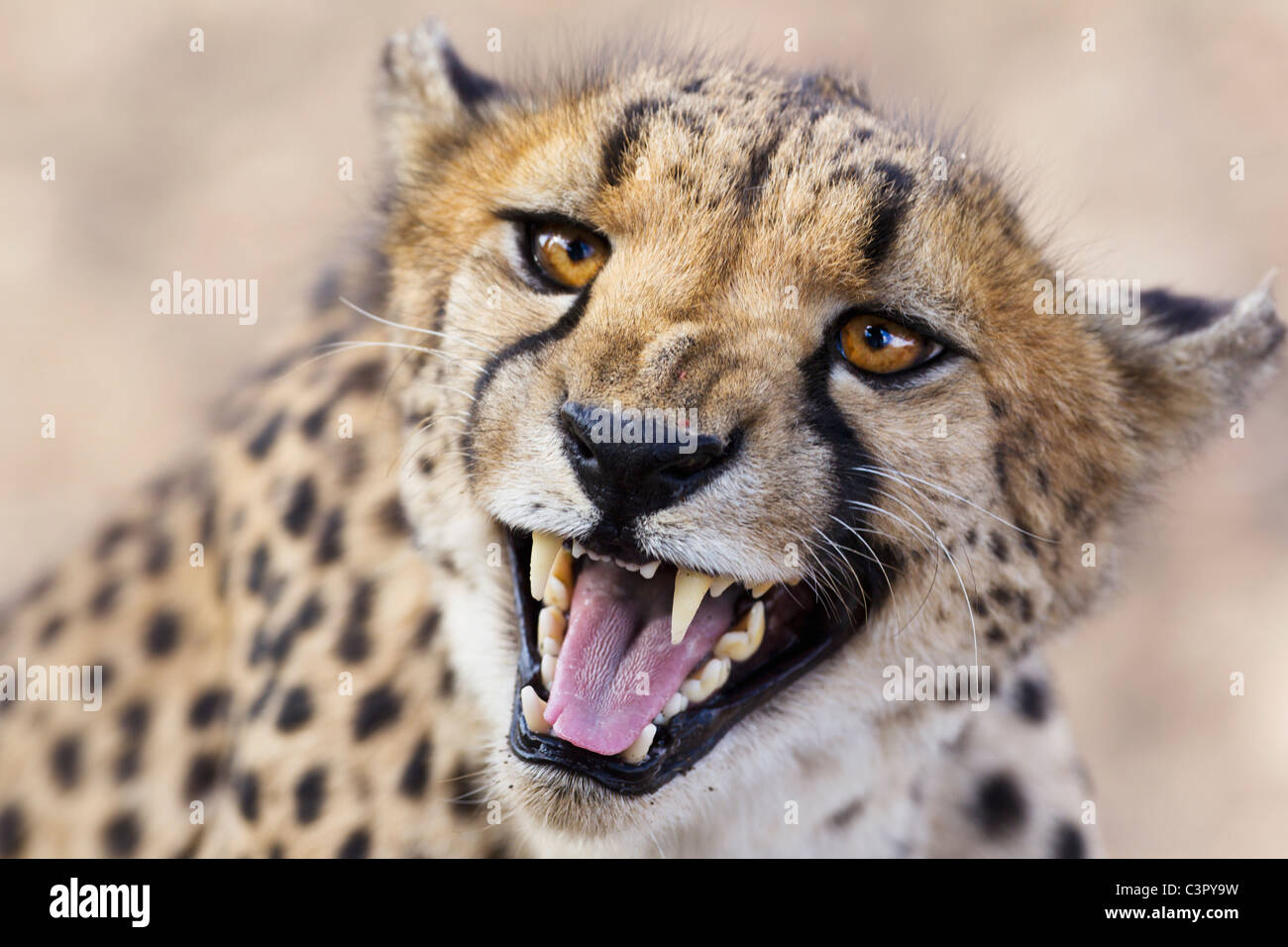 Africa, Namibia, Close up of cheetah Stock Photo