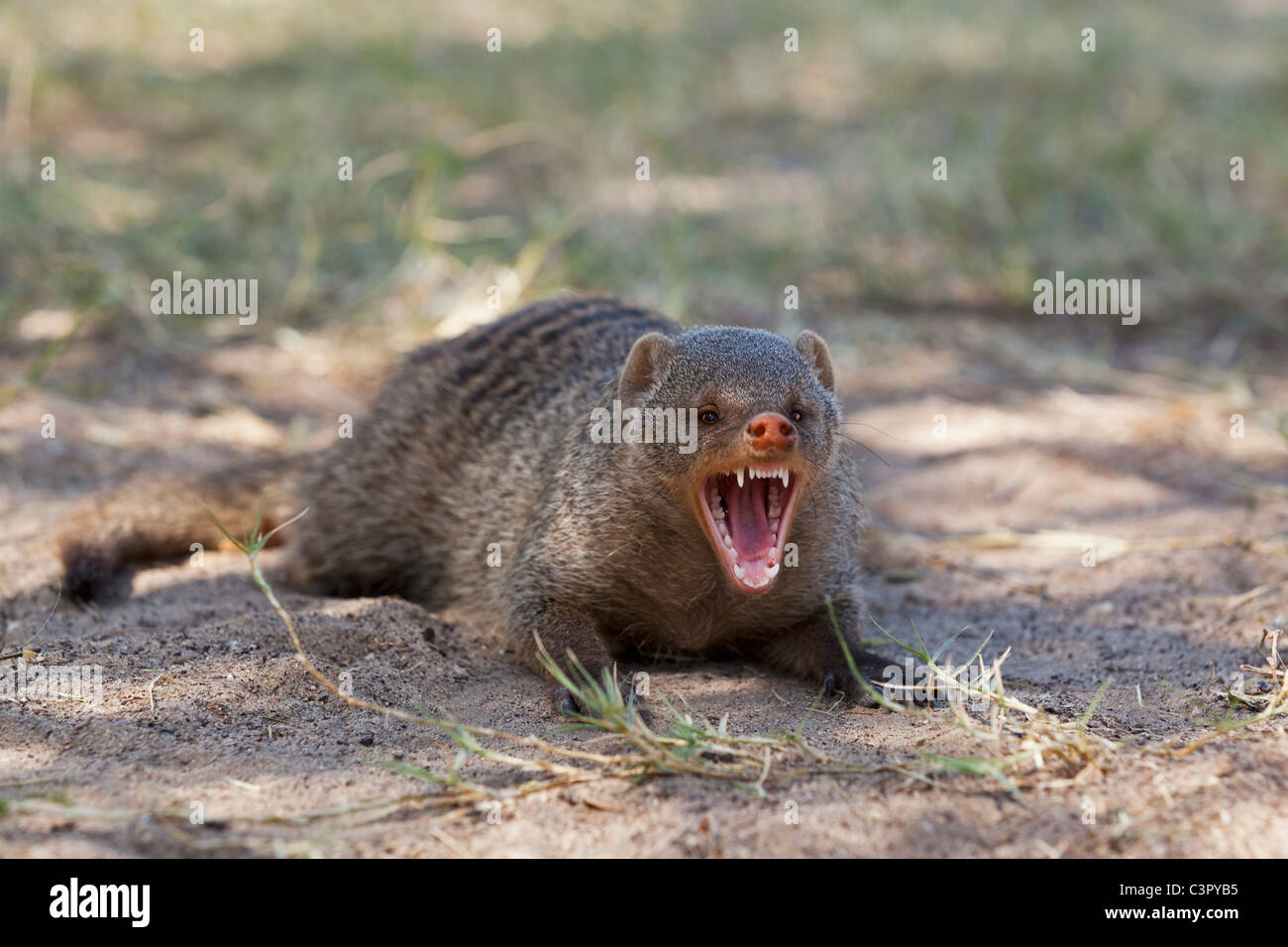 Africa, Namibia, Common Dwarf Mongoose in Etosha National Park Stock ...