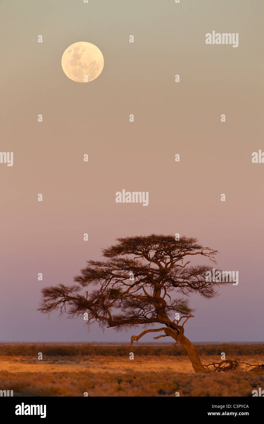 Africa, Namibia, Umbrella thorn acacia in etosha national park at night ...