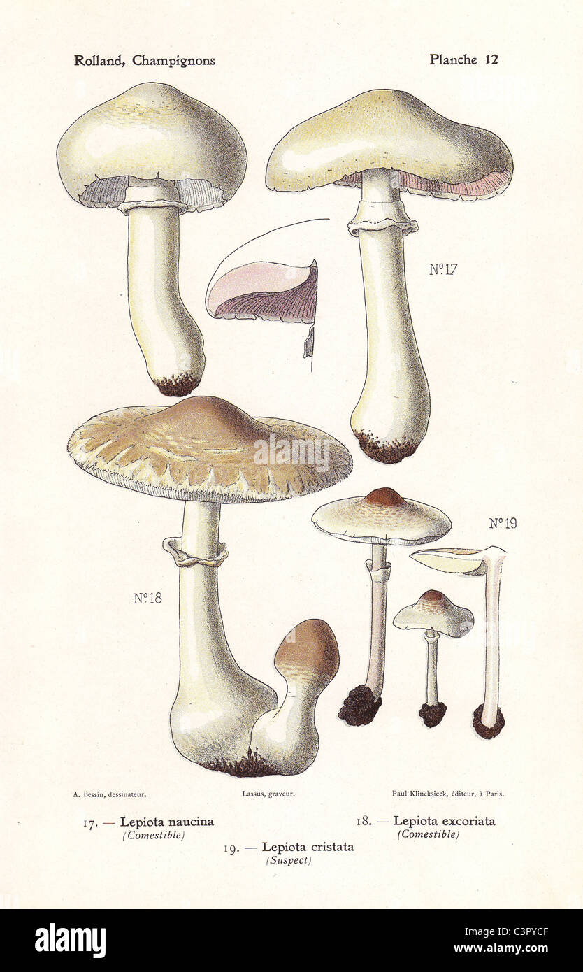 Dapperling mushrooms: Lepiota naucina, stinking parasol (suspect), Lepiota cristata, Lepiota excoriata. Stock Photo