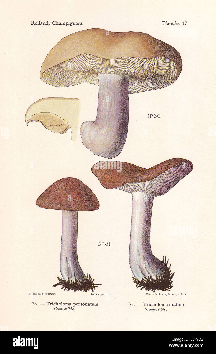 Edible mushrooms: blewit, Tricholoma personatum, Clitocybe saeva, and wood blewit, Tricholoma nudum, Clitocybe nuda Stock Photo