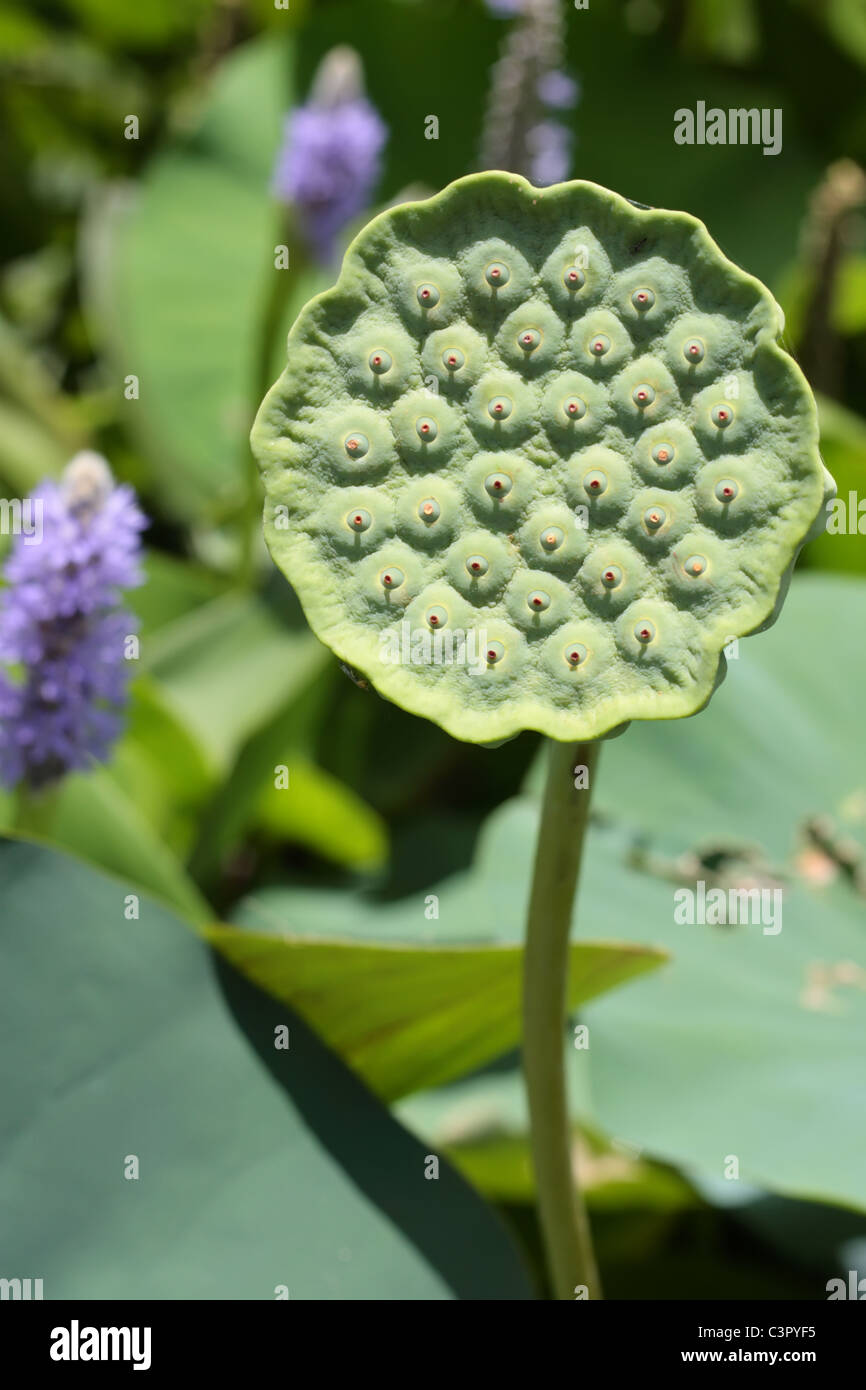 Lotus Flower Seed in Vertical Orientation Stock Photo