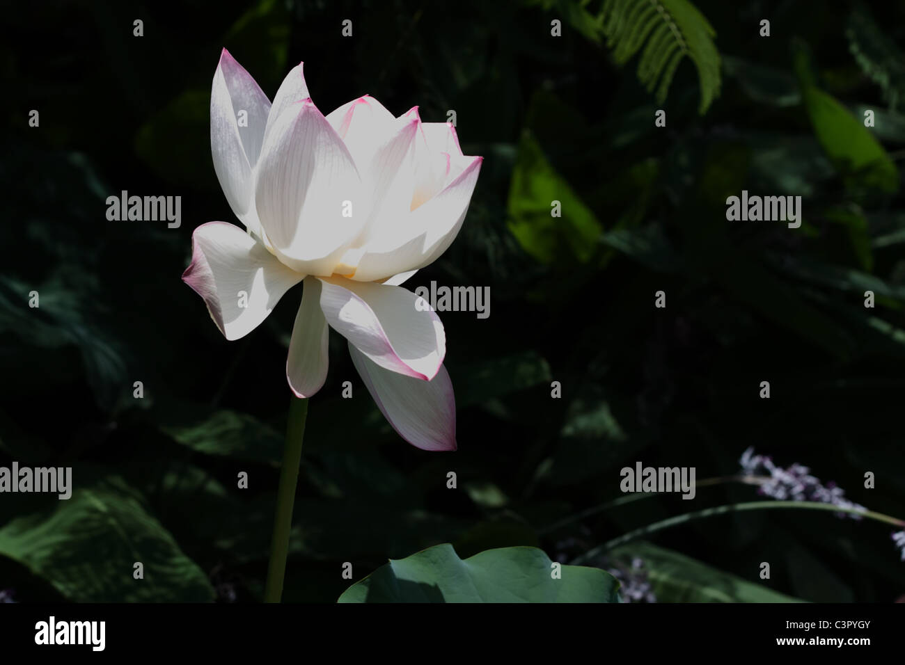 Beautiful Pinkish White Lotus Flower under the Sun Stock Photo